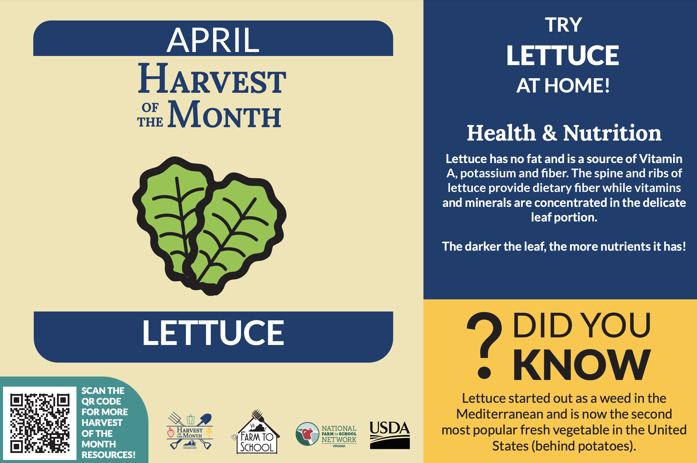 April Harvest of the Month - Lettuce
